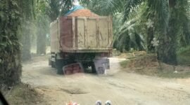 Trik pengangkut material galain C yang diduga ilegal di Kelurahan Bingai, Kecamatan Wampu, Langkat saat melintasi perkebunan PT LNK.